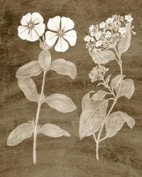 Botanical in Taupe IV | Obraz na stenu