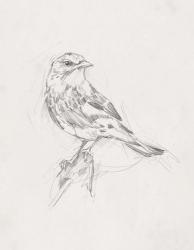 Avian Study  I | Obraz na stenu