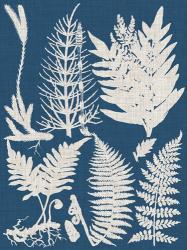 Linen & Blue Ferns II | Obraz na stenu