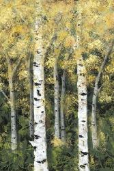 Birch Treeline II | Obraz na stenu