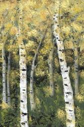 Birch Treeline III | Obraz na stenu