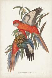 Tropical Parrots I | Obraz na stenu