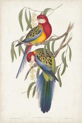 Tropical Parrots IV | Obraz na stenu