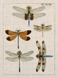 Dragonfly Study II | Obraz na stenu