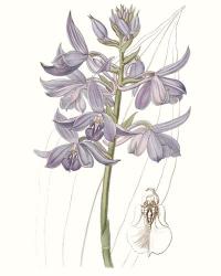 Lavender Beauties III | Obraz na stenu