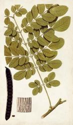 Leaf Varieties I | Obraz na stenu