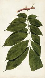 Leaf Varieties III | Obraz na stenu