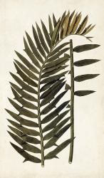 Leaf Varieties VIII | Obraz na stenu