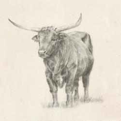 Longhorn Steer Sketch I | Obraz na stenu