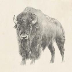 Western Bison Study | Obraz na stenu