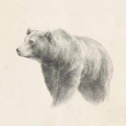 Western Bear Study | Obraz na stenu