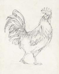 Rooster Sketch I | Obraz na stenu