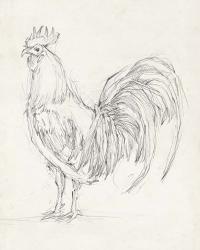 Rooster Sketch II | Obraz na stenu