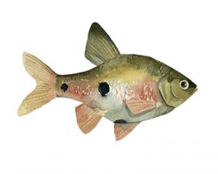 Rainbow Fish III | Obraz na stenu