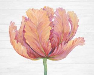Single Pink Bloom I | Obraz na stenu