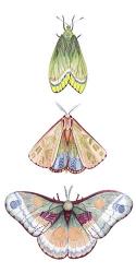 Moth Fairies II | Obraz na stenu