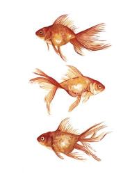 Ornamental Goldfish III | Obraz na stenu