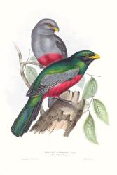 Tropical Trogons III | Obraz na stenu