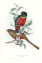 Tropical Trogons V | Obraz na stenu