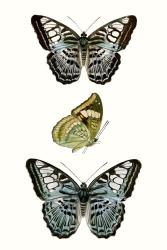 Butterfly Specimen I | Obraz na stenu