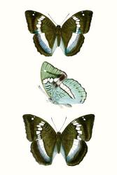 Butterfly Specimen II | Obraz na stenu