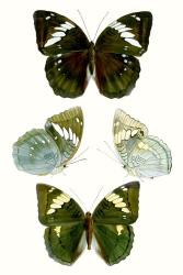 Butterfly Specimen IV | Obraz na stenu