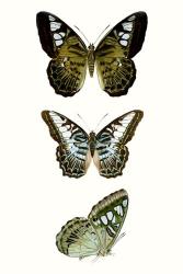 Butterfly Specimen VI | Obraz na stenu