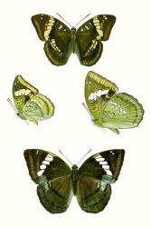 Butterfly Specimen VII | Obraz na stenu