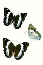 Butterfly Specimen VIII | Obraz na stenu