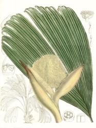 Palm Melange II | Obraz na stenu