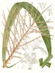 Palm Melange VII | Obraz na stenu