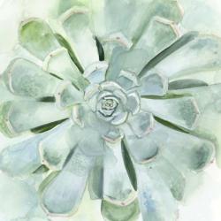 Verdant Succulent IV | Obraz na stenu