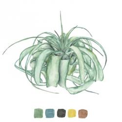 Air Plant Study I | Obraz na stenu