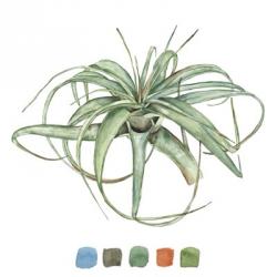 Air Plant Study III | Obraz na stenu