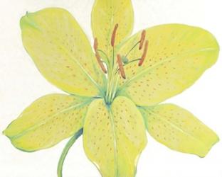 Citron Tiger Lily I | Obraz na stenu