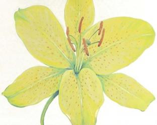 Citron Tiger Lily I | Obraz na stenu