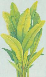 Chartreuse Tropical Foliage I | Obraz na stenu