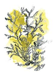 Citron Sea Kelp II | Obraz na stenu