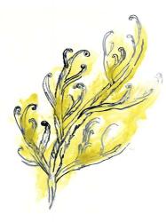 Citron Sea Kelp III | Obraz na stenu