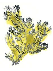 Citron Sea Kelp IV | Obraz na stenu