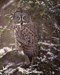 Owl in the Snow I | Obraz na stenu