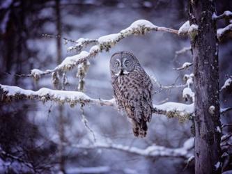 Owl in the Snow II | Obraz na stenu
