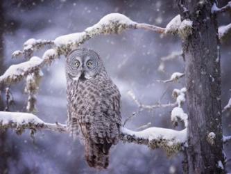 Owl in the Snow III | Obraz na stenu