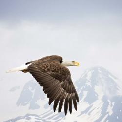Majestic Eagle I | Obraz na stenu