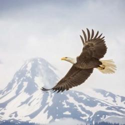 Majestic Eagle II | Obraz na stenu