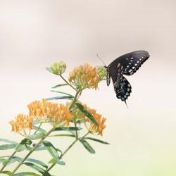 Butterfly Portrait II | Obraz na stenu