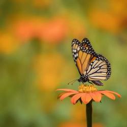 Butterfly Portrait IV | Obraz na stenu