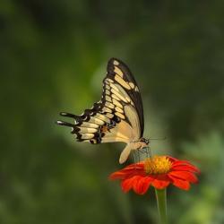 Butterfly Portrait V | Obraz na stenu