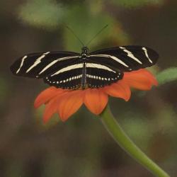 Butterfly Portrait VII | Obraz na stenu