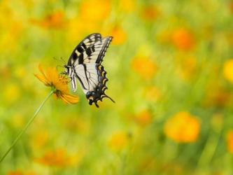 Butterfly Portrait VIII | Obraz na stenu